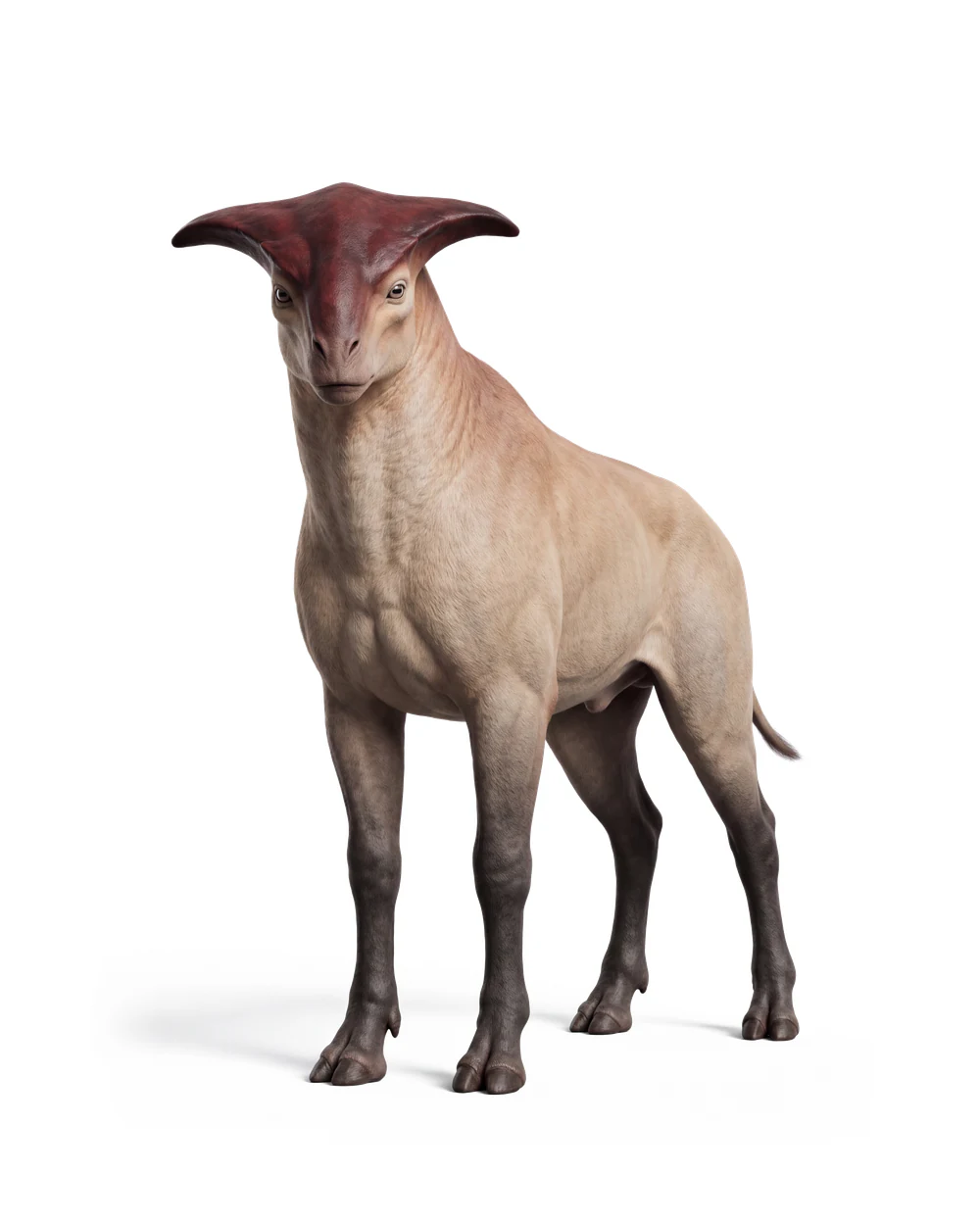 Orro