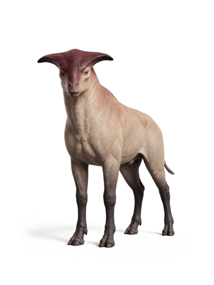 Orro